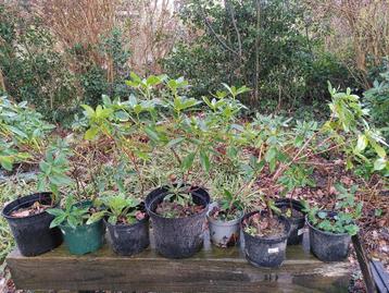 Planten - rododendron, crocosmia, etcetera