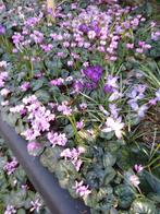 Cyclamen coum grote hoeveelheid bloei  jan-mar te Turnhout, Ophalen
