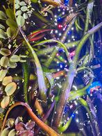 Vallisneria rode tijger, Ophalen, Nieuw, Plant(en), Steen of Hout