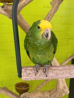 Jonge tamme baby Dubbele geelkop amazones Magna, Dieren en Toebehoren, Vogels | Parkieten en Papegaaien, Geringd