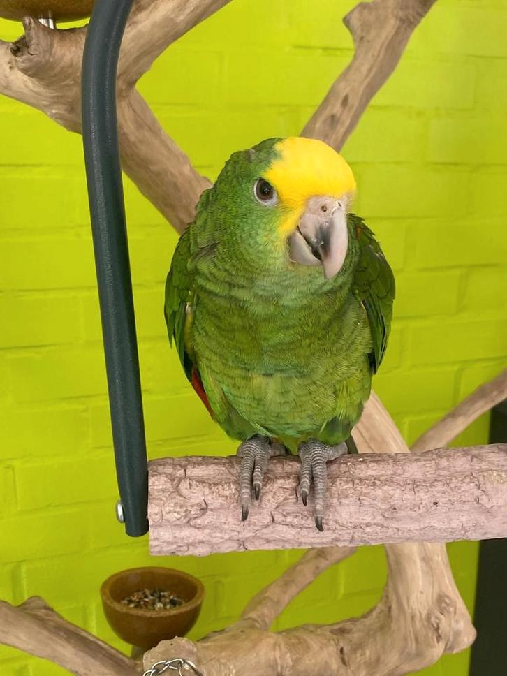 Jonge tamme baby Dubbele geelkop amazones Magna, Dieren en Toebehoren, Vogels | Parkieten en Papegaaien, Geringd