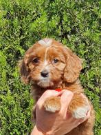 Cavapoo pups, Dieren en Toebehoren, 15 weken tot 1 jaar, Buitenland, CDV (hondenziekte), Meerdere