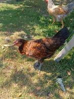 Prachtige jonge hen, Dieren en Toebehoren, Pluimvee