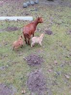 abriskoos geitje met 2 lammetjes