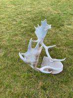 Hertengewei, Ophalen, Gebruikt, Gewei of Kop