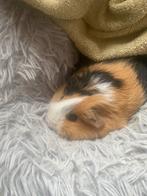 3 ongelooflijke lieve cavia’s, Dieren en Toebehoren, Knaagdieren, Cavia, Februari, Vrouwelijk, Tam