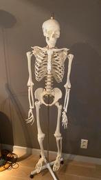 Anatomisch skelet, Diversen, Schoolbenodigdheden, Ophalen of Verzenden, Zo goed als nieuw