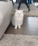 Brits korthaar ervaren dekkater (te koop), 3 tot 5 jaar