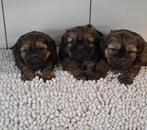Shih tzu pups, Dieren en Toebehoren, België, Overige rassen, CDV (hondenziekte), 8 tot 15 weken