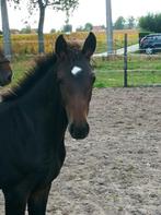 zeer chique BWP merrieveulen, Dieren en Toebehoren, Paarden, Merrie, Springpaard, Minder dan 160 cm, 0 tot 2 jaar