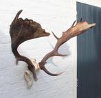 GROOT DAMHERT GEWEI COMPLEET MET KIEZEN - VALWILD, Enlèvement, Utilisé, Cerf, Bois ou Tête