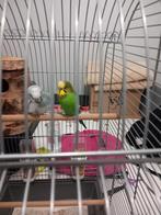 Koppel grasparkieten