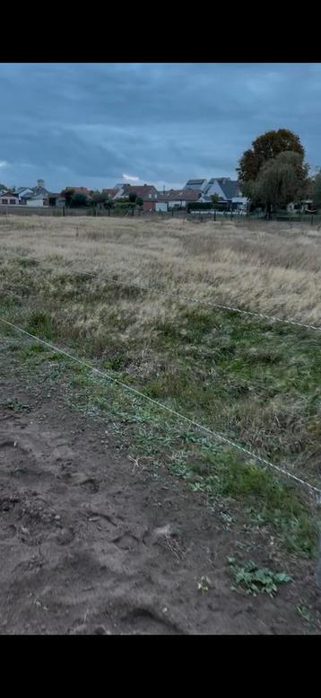 Schapen te leen gezocht beschikbaar voor biedingen