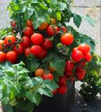 Tomaat Tiny Tim (5 zaden), Ophalen of Verzenden