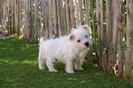 Chiots West Highland White Terrier (chiots Westie), Autres races, Plusieurs, Parvovirose, Belgique