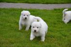 Prachtige langharige Zwitserse Witte Herder pupjes, Animaux & Accessoires, Chiens | Bergers & Bouviers, Parvovirose, Berger, Plusieurs