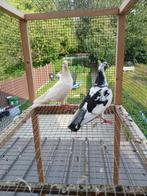 Paar duiven voor de kweek, Meerdere dieren, Overige soorten
