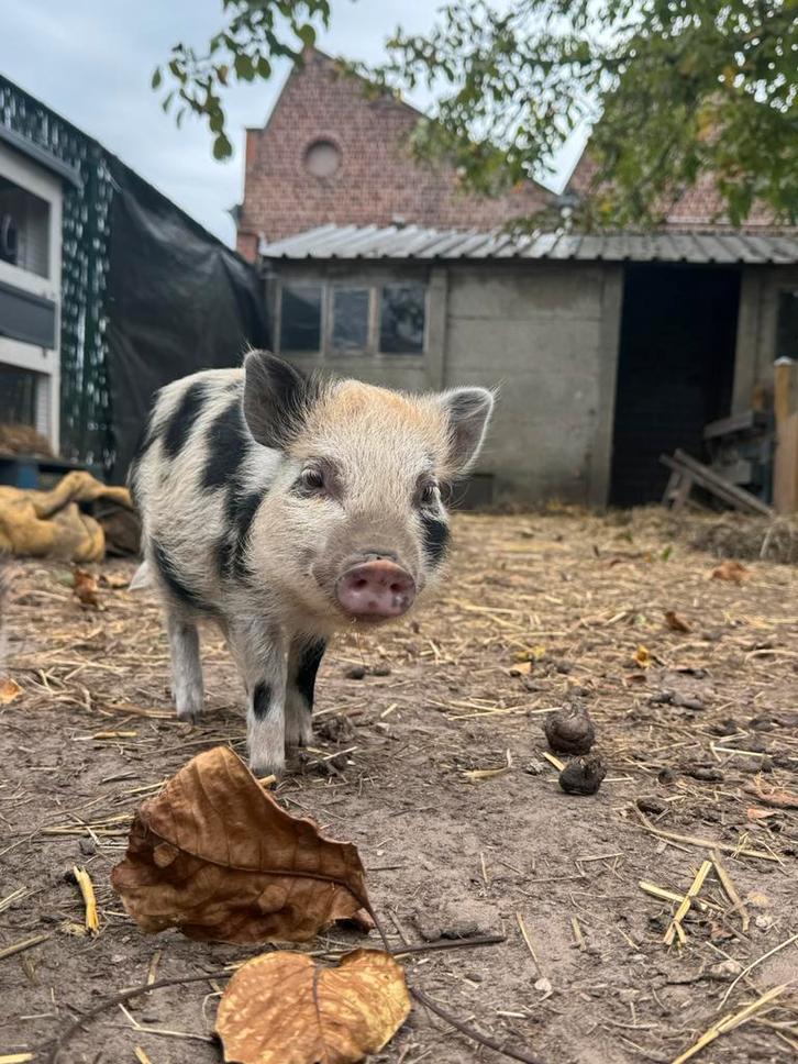 Gottinger minivarken, Dieren en Toebehoren, Schapen, Geiten en Varkens, Varken, Mannelijk, 0 tot 2 jaar