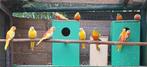 TURQUOISINE PARKIETEN, Dieren en Toebehoren, Vrouwelijk, Parkiet, Geringd