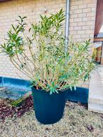 Grote Oleander, Tuin en Terras, Planten | Tuinplanten, Ophalen