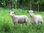 Poll Dorset ram, Dieren en Toebehoren, Schapen, Geiten en Varkens, Mannelijk, Schaap, 0 tot 2 jaar