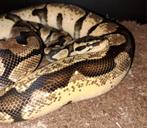 1.1 volwassen Pythons regius, Dieren en Toebehoren, Slang