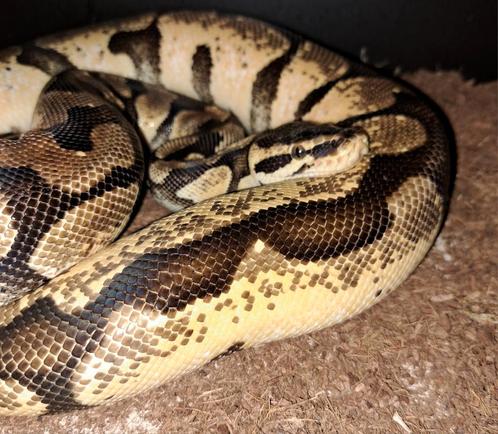 1.1 volwassen Pythons regius, Dieren en Toebehoren, Reptielen en Amfibieën, Slang