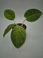 Syngonium frosted heart, Ophalen of Verzenden