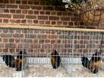 Antwerpse baardkriel - trio in kwartel kleur, Dieren en Toebehoren, Pluimvee