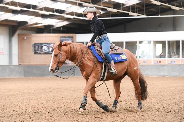 Quarter ter dekking!, Animaux & Accessoires, Chevaux