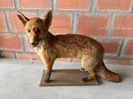 Antieke Opgezette Vos te koop, Verzamelen, Dierenverzamelingen, Ophalen, Gebruikt, Wild dier, Opgezet dier