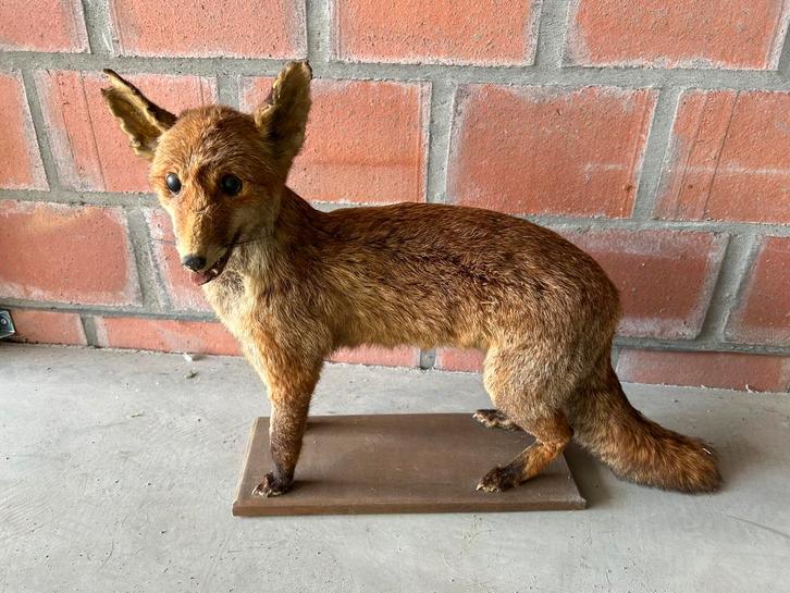 Antieke Opgezette Vos te koop, Verzamelen, Dierenverzamelingen, Gebruikt, Opgezet dier, Wild dier, Ophalen