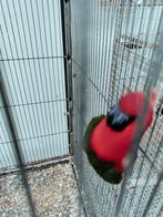 Stella Lori man, Dieren en Toebehoren, Vogels | Parkieten en Papegaaien