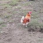 Haantje, Dieren en Toebehoren, Pluimvee