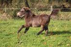zeer mooie grote maats shetlandpony veulen, Animaux & Accessoires, Poneys, Vermifugé, Poney de récréation, Poney A (jusqu'à 1.17 m)