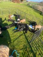 Duitse herder pups, Parvovirose, 8 à 15 semaines, Plusieurs, Éleveur | Loisir