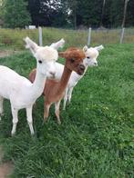 Alpaca, Dieren en Toebehoren, April, Mannelijk