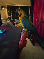 Beschikbaar op Liège Exchange, enkel mogelijk voertuig, Dieren en Toebehoren, Vogels | Parkieten en Papegaaien, Vrouwelijk