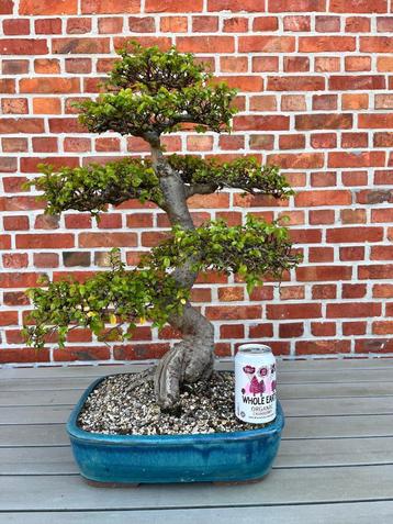 Bonsai Ulmus Parviflora 2 beschikbaar voor biedingen
