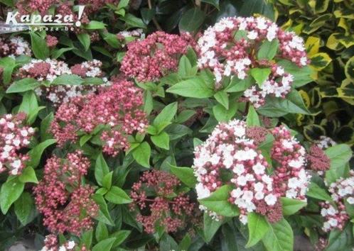 Viburnum et rhododendrons, Jardin & Terrasse, Plantes | Arbustes & Haies, Arbuste, Rhododendron, Enlèvement ou Envoi