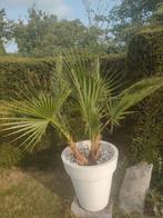 Palmboom Washingtonia, Ophalen, Palmboom