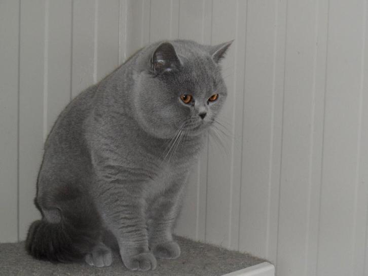 Brits korthaar Dekkater, Dieren en Toebehoren, Katten en Kittens | Dekkaters