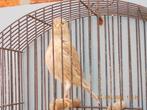 border popjes, Dieren en Toebehoren, Vogels | Kanaries
