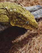 Nieuw-Caledonische reuzengekko 1.0, Dieren en Toebehoren, Reptielen en Amfibieën