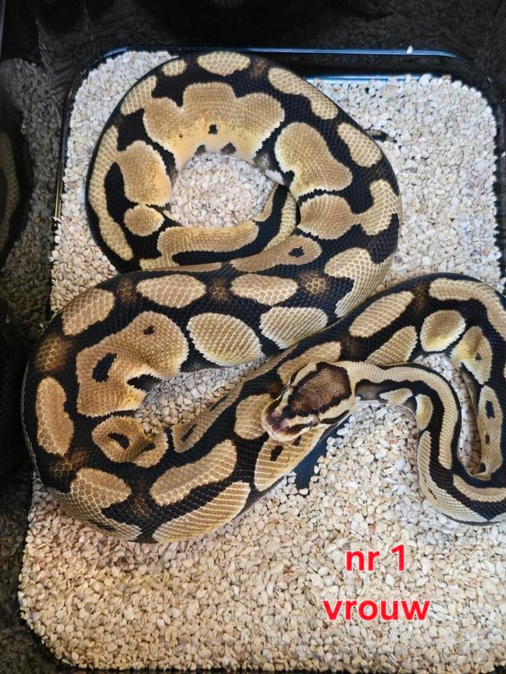 Diversen koningspython dames aanbieding, Dieren en Toebehoren, Reptielen en Amfibieën, Amfibie