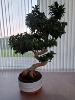 Ficus bonsai, Huis en Inrichting, Kamerplanten, Ophalen of Verzenden, Bonsai, In pot, 100 tot 150 cm