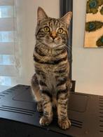 Kitten (Maine Coon), Dieren en Toebehoren, Katten en Kittens | Raskatten | Langhaar, Meerdere dieren, Gechipt, 0 tot 2 jaar