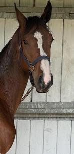 2 jarige KWPN merrie, Dieren en Toebehoren, Paarden, Merrie, Springpaard, Minder dan 160 cm, Gechipt