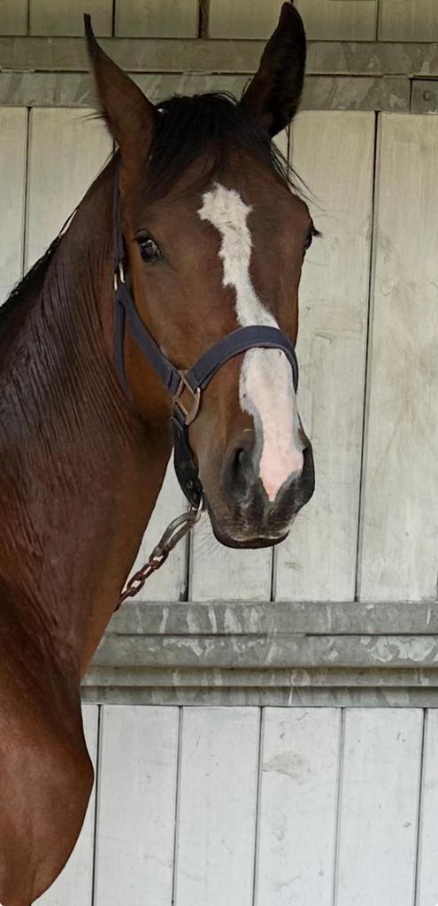 2 jarige KWPN merrie, Dieren en Toebehoren, Paarden, Merrie, Onbeleerd, Minder dan 160 cm, 0 tot 2 jaar, Springpaard, Met stamboom