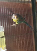 Wildkleur Pruimkoppen 2025, Dieren en Toebehoren, Vogels | Parkieten en Papegaaien, Geslacht onbekend, Parkiet, Geringd